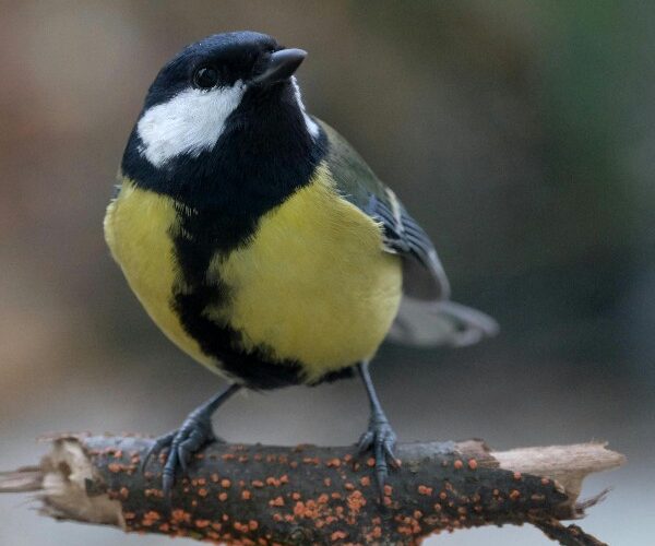 bird