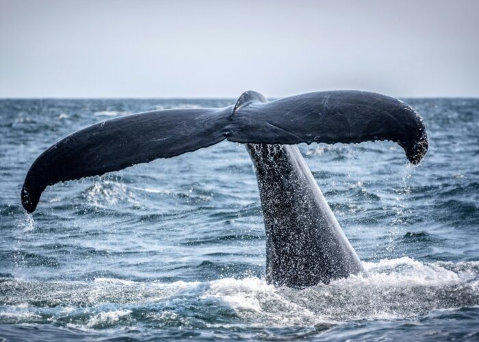whale tail