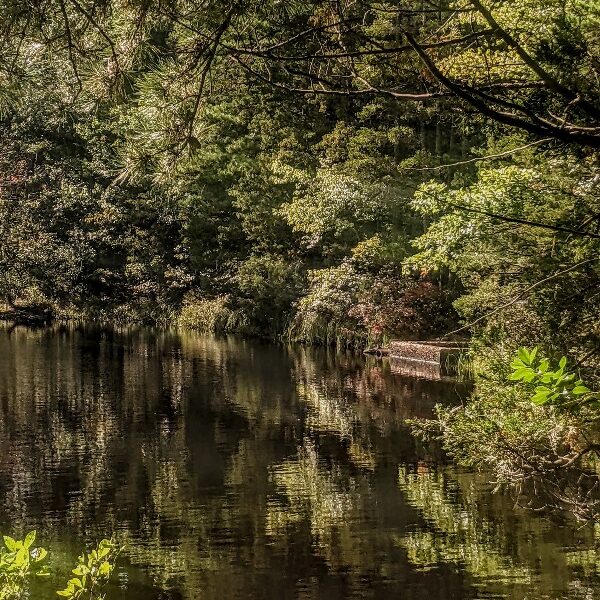 pine barrens pond pine barrens pond