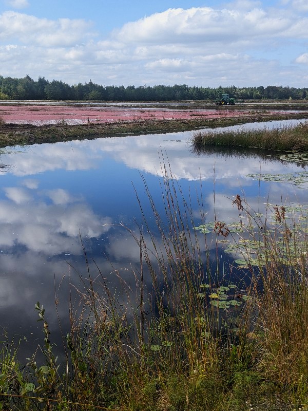 whitesbog cranberries