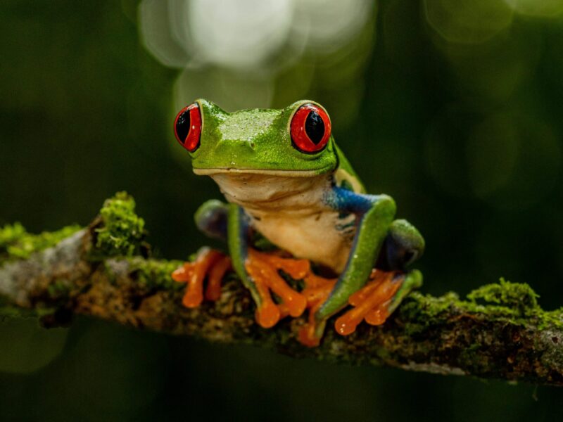 costa rica frog