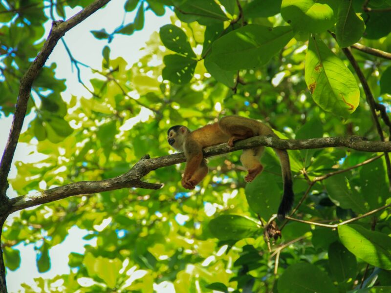 costa rica monkey