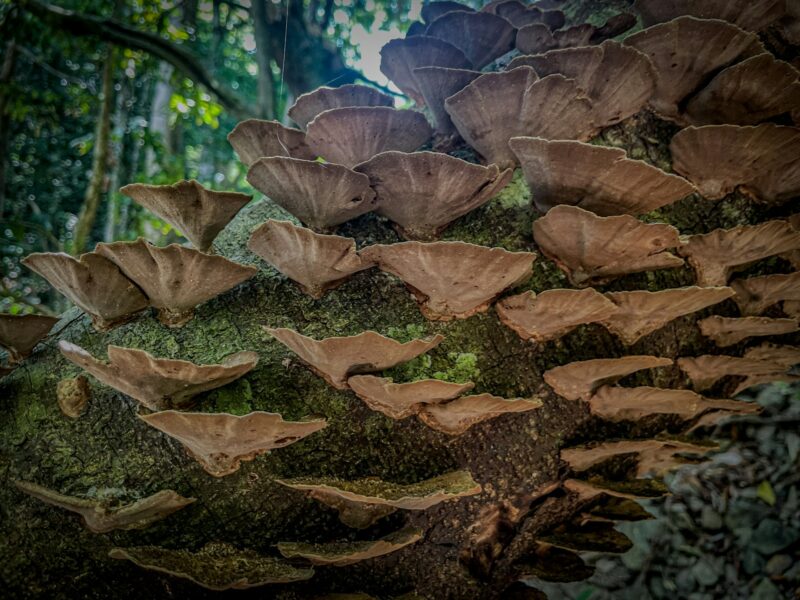 costa rica rainforest fungus