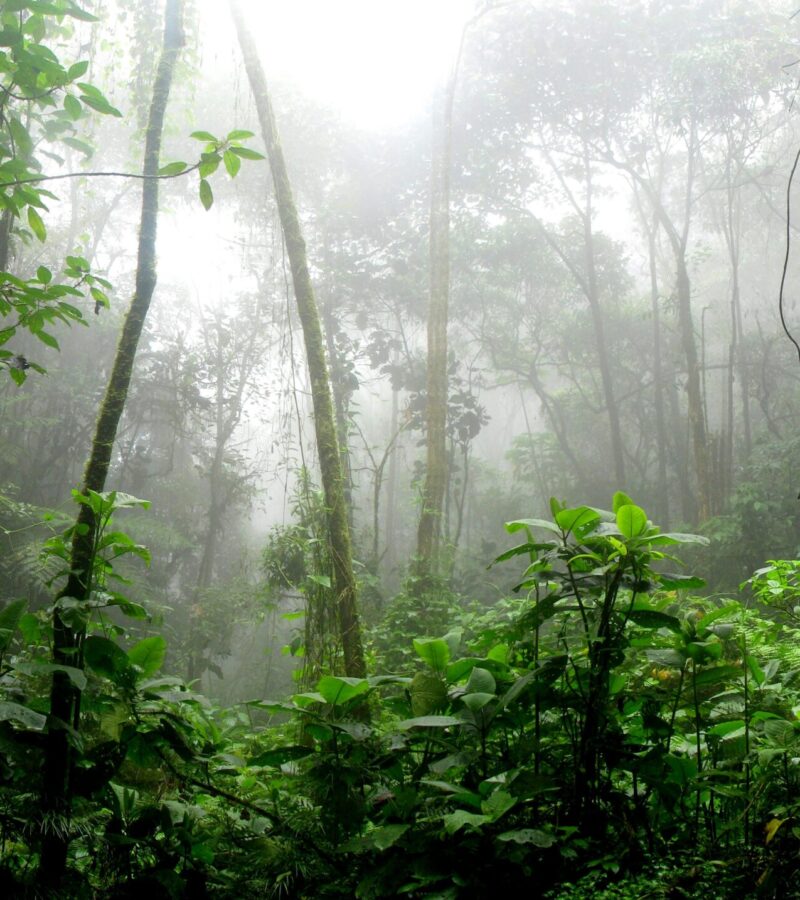 costa rica rainforest