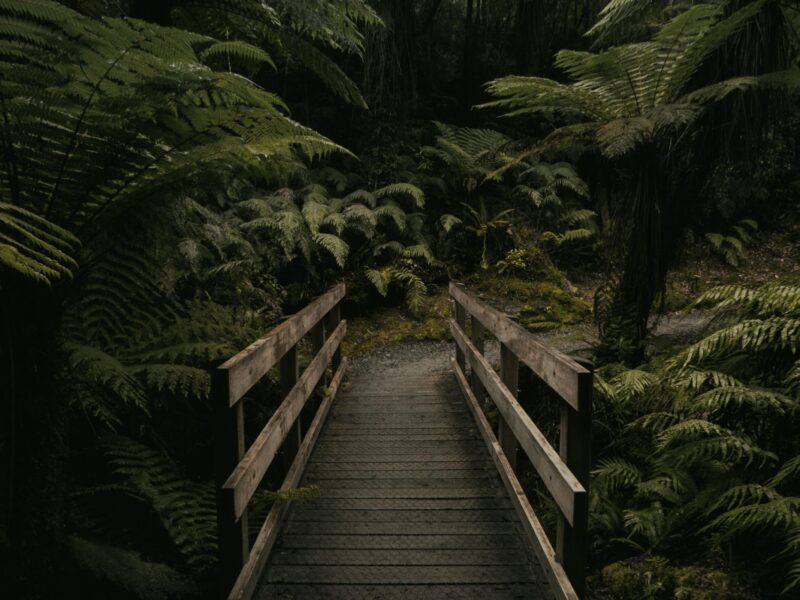 rainforest trail 2