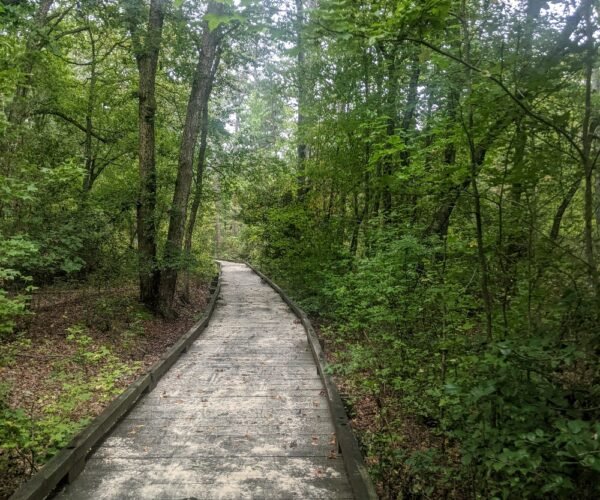 pine barrens (15)