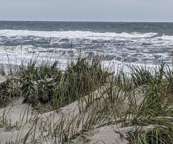 pine barrens (22) pine barrens (22)