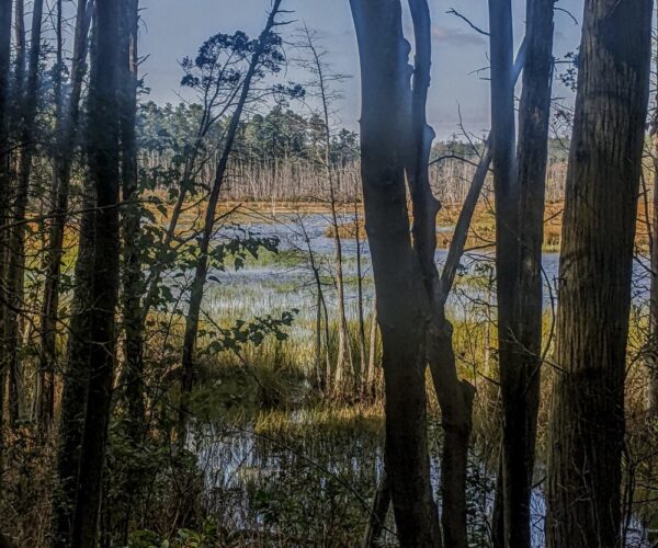 pine barrens (25) pine barrens (25)