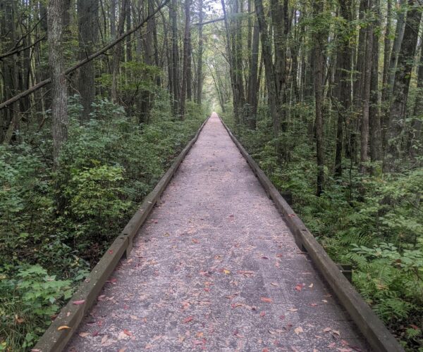 pine barrens (8) pine barrens (8)