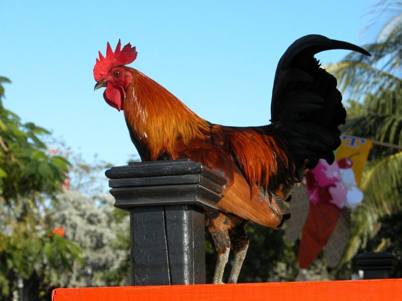 key west rooster