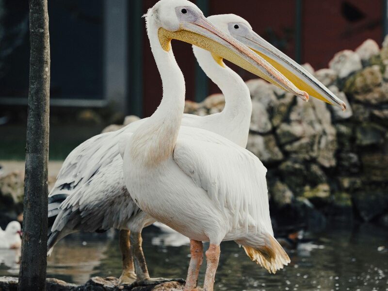 pelicans