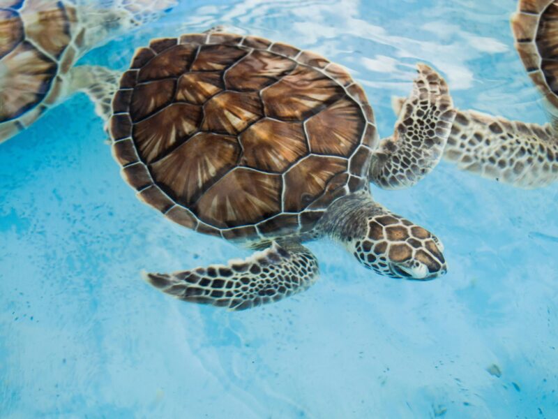 sea turtles