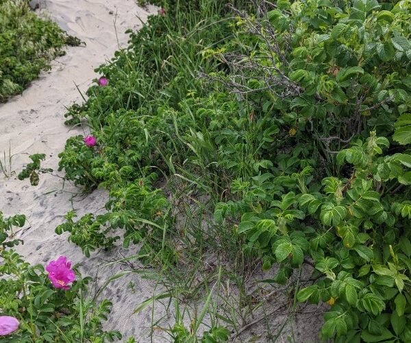 beach path