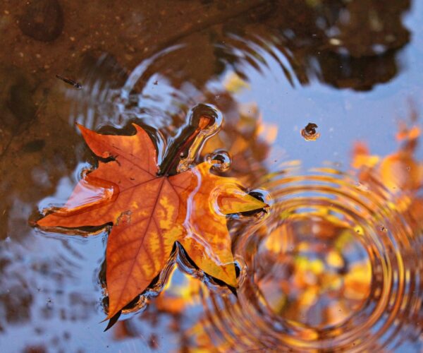 leaves puddle