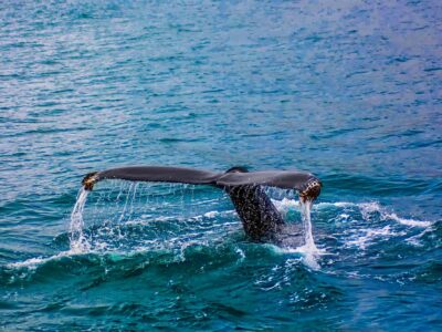 whale watch