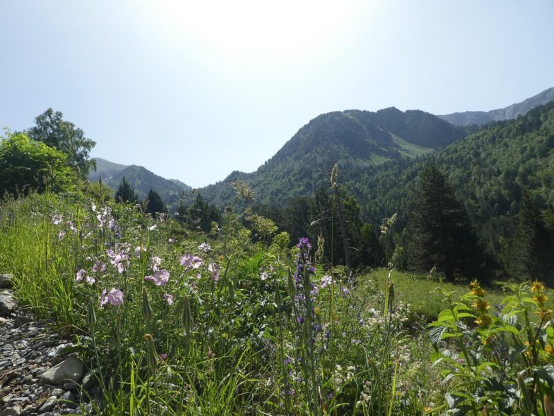 andorra meadow