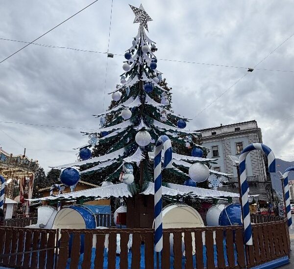 locarno tree