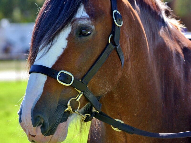 clydesdale horse