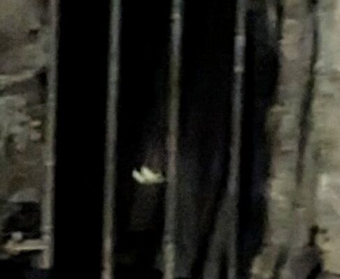 Blair St door strange crop