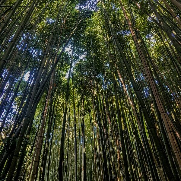 bamboo bamboo