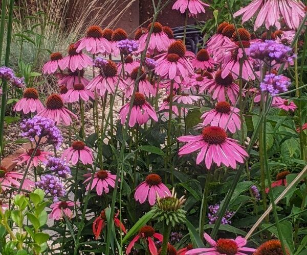 flowery garden flowery garden