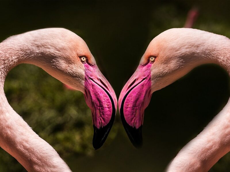 love flamingos love flamingos