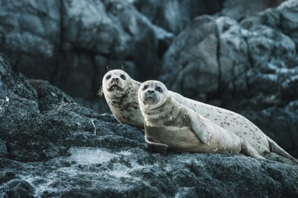 seals