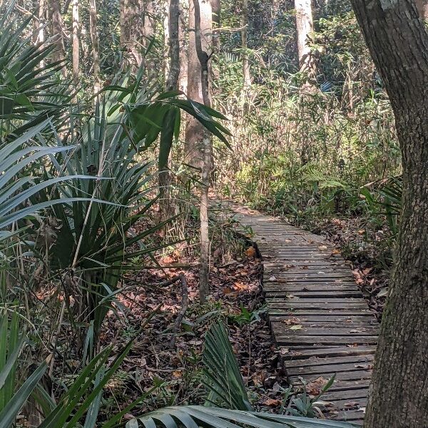 wooded path wooded path