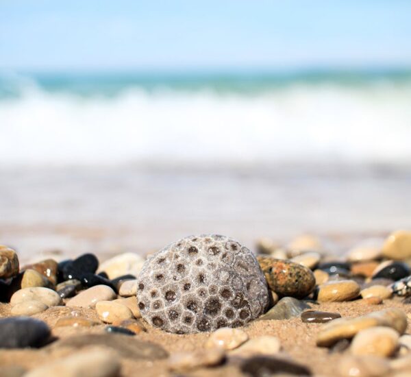 petoskey stone