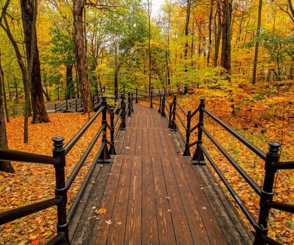 hafren forest hafren forest