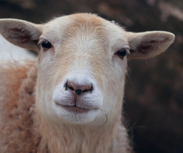 wales sheep wales sheep