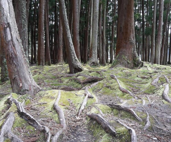 sao miguel botanic garden sao miguel botanic garden