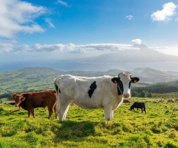 sao miguel cows sao miguel cows