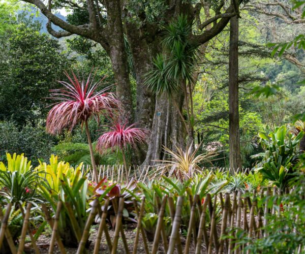 sao miguel garden sao miguel garden