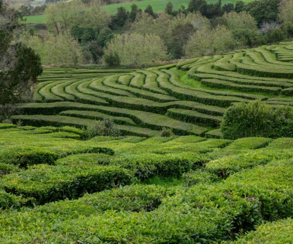 sao miguel tea sao miguel tea