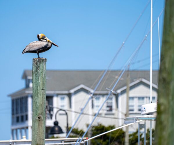 nc pelican