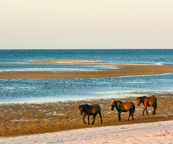 wild horses