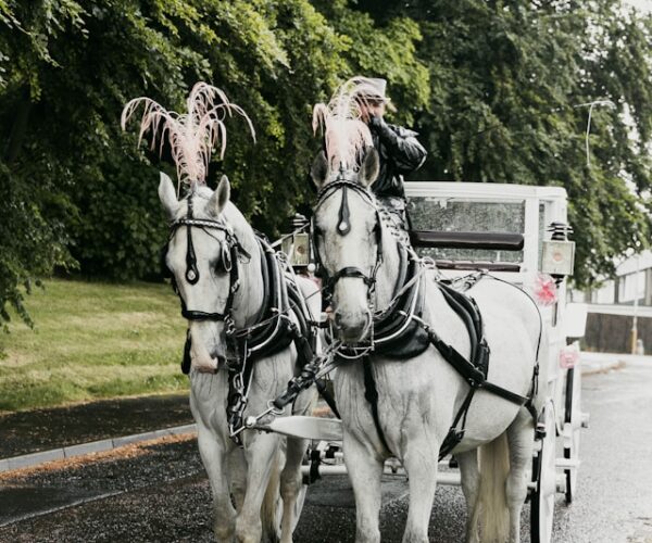 horse and carriage horse and carriage