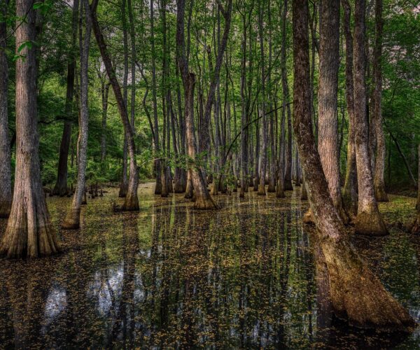 natchez cypress swamp natchez cypress swamp