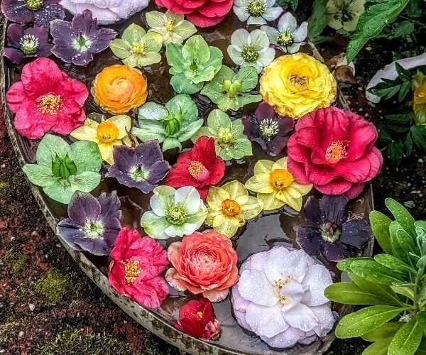 flowers